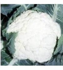 Cauliflower NS 1448 (Namdhari)